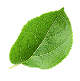 CollagenOne