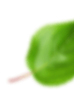 CollagenOne