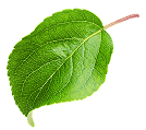 CollagenOne