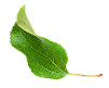CollagenOne