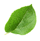 CollagenOne