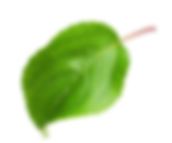 Liść zablurowany